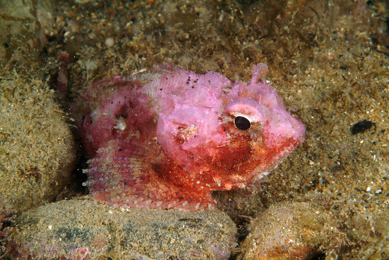 Scorpaena porcus